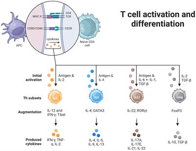 Effects of simulated space conditions on CD4+ T cells: a multi modal analysis